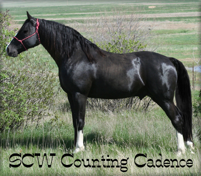 SCW COUNTING CADENCE #20700732